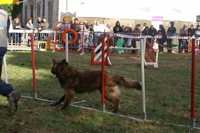foire-haricots 2011-09-17et18